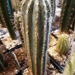 Pilosocereus alensis Hábito