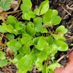 Claytonia rubra Blatt