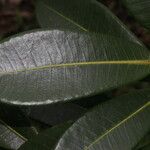 Ficus americana Leaf