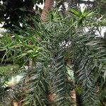 Araucaria angustifolia Hoja