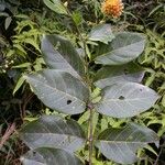 Uncaria guianensis Plante entière