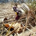 Anemone montana Blomma