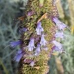 Agastache rugosa Fula