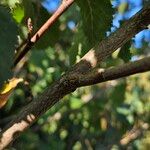 Ulmus laevis പുറംതൊലി