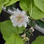 Passiflora foetida ᱵᱟᱦᱟ