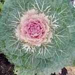 Brassica oleracea 整株植物