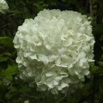 Viburnum opulusFlower