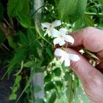 Jasminum officinale 花