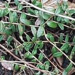 Vaccinium macrocarpon Leaf