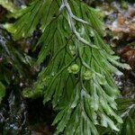 Hymenophyllum tunbrigense Ліст