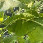 Dioscorea sansibarensis Lubje