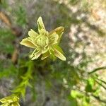 Castilleja occidentalis Žiedas