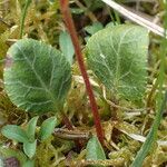 Pyrola chlorantha Foglia