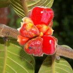 Perebea guianensis Fruto