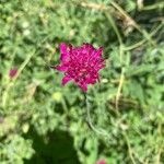 Knautia macedonicaFlower