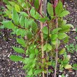 Cobaea scandens ശീലം