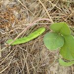 Canavalia rosea Folha