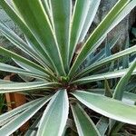 Agave vivipara 葉
