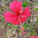 Hibiscus schizopetalus Flower