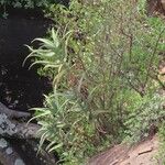 Aloe nderiana Wabuyele & L.E.Newton,Leaf