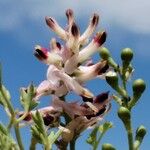 Fumaria agraria Flor