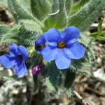 Alkanna tinctoria Flower