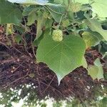 Dombeya wallichii Blad