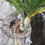 Catasetum fimbriatum Habit