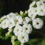 Tournefortia rufosericea Floare