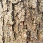 Populus deltoides Bark