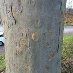 Platanus × hispanica Bark