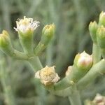 Arthraerua leubnitziae Flower