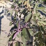 Vitex trifolia Leaf