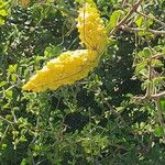 Pentarrhinum insipidum Frucht
