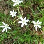 Ornithogalum umbellatumFlower