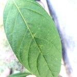 Citharexylum myrianthum Blatt