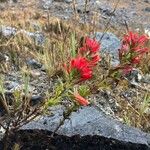 Castilleja fissifolia Habit