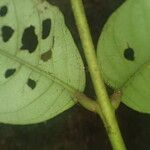 Trichilia prieuriana Feuille