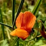 Lathyrus marmoratus Kvet