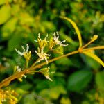 Ichnocarpus frutescens Flower