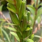 Oenothera parviflora फल