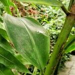Costus afer Φύλλο