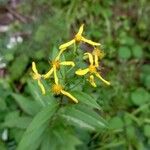 Senecio ovatusFlower