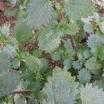 Urtica urens عادت داشتن