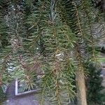 Picea omorika Hostoa