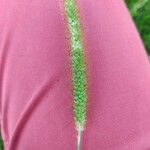 Setaria parviflora 果實