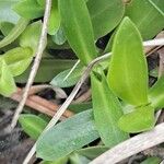 Gentiana acaulis Hoja