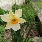 Narcissus × medioluteus Blomma