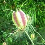 Nigella damascena Ffrwyth