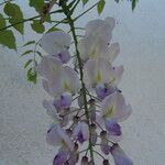 Wisteria sinensis Blodyn